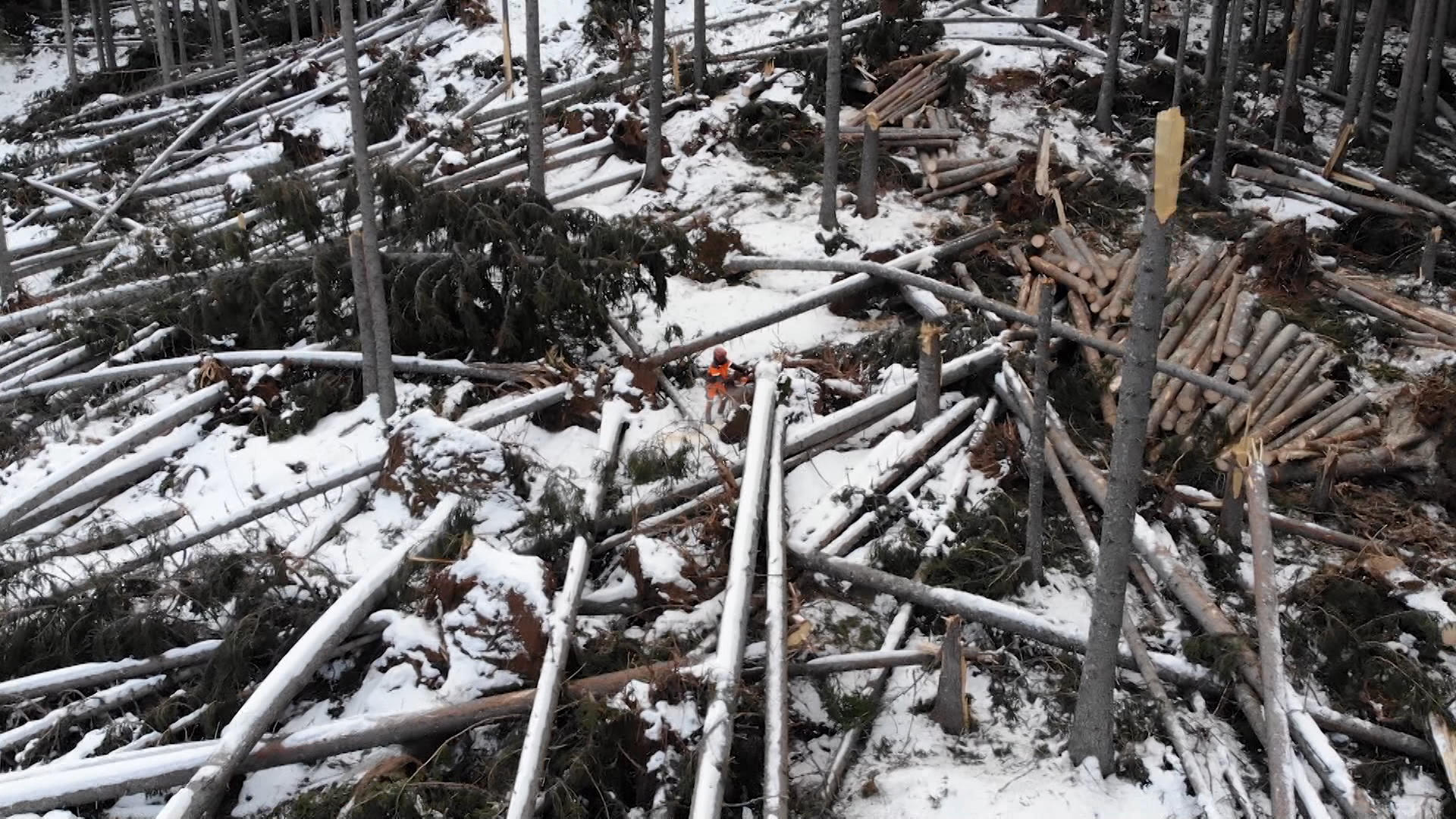 Swiss-French lumberjacks go to work in Italy