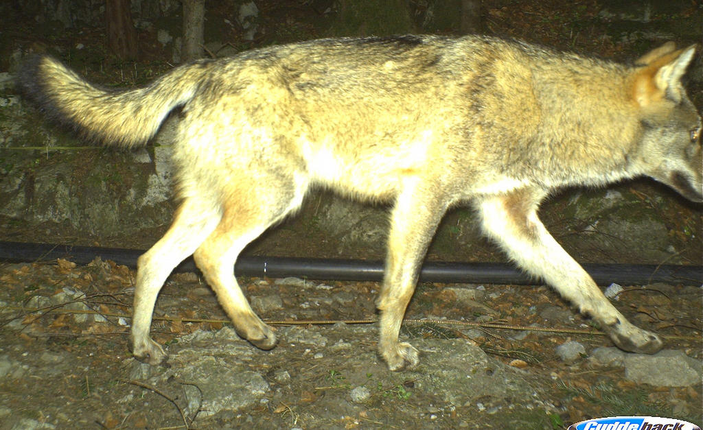 Wolf in einer Fotofalle