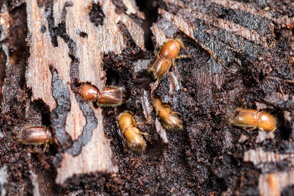 Bark beetles eating holes into a spruce