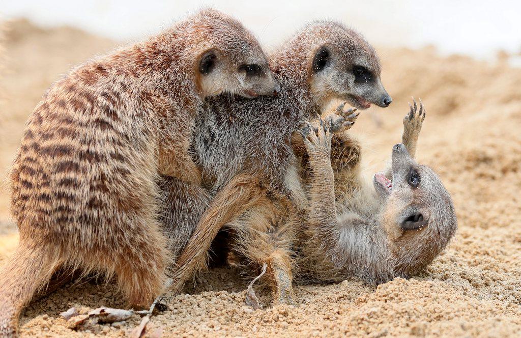 meerkats playing