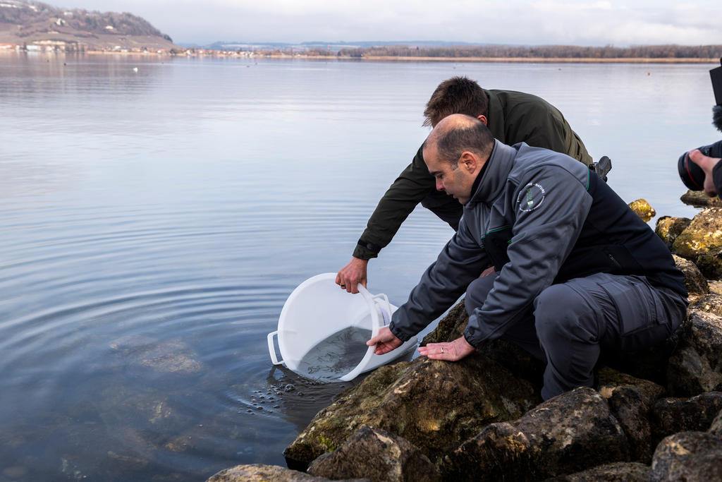 Eels being set free in a Swiss lake