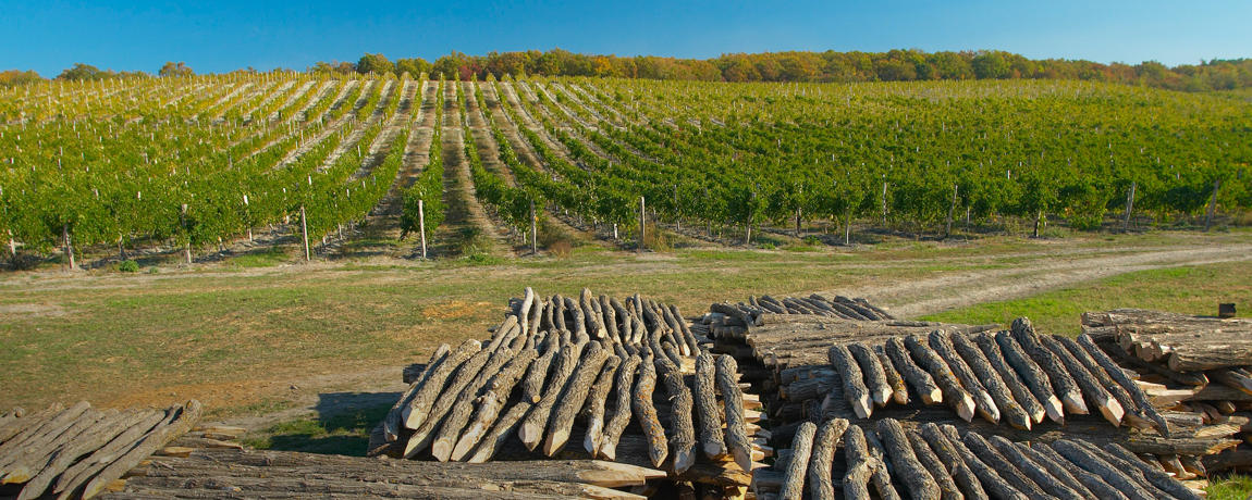 виноградник