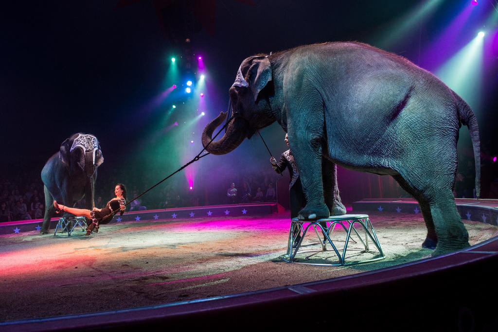 Due elefanti in un circo