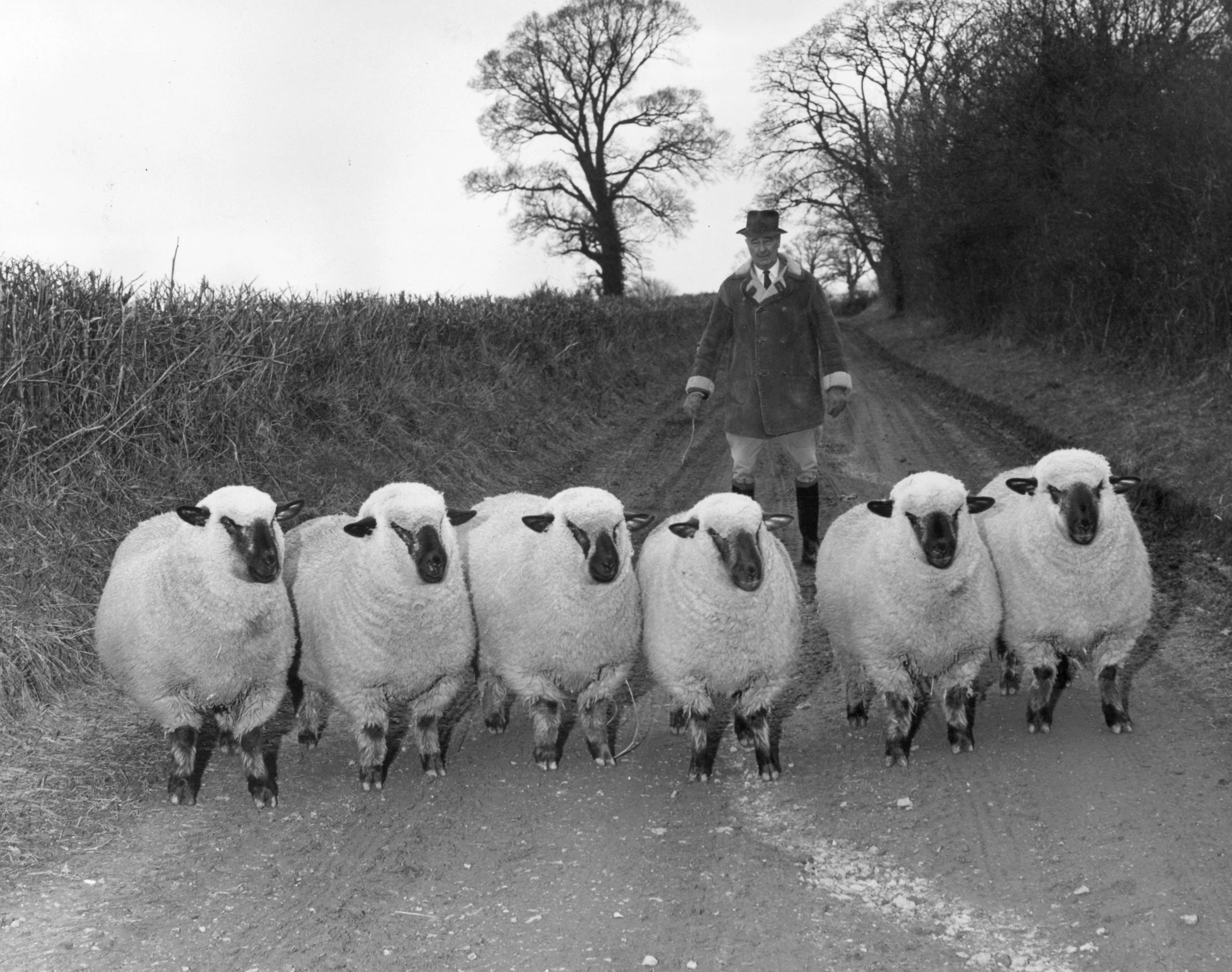 Un homme marche sur une route avec devant lui six moutons bien dodus