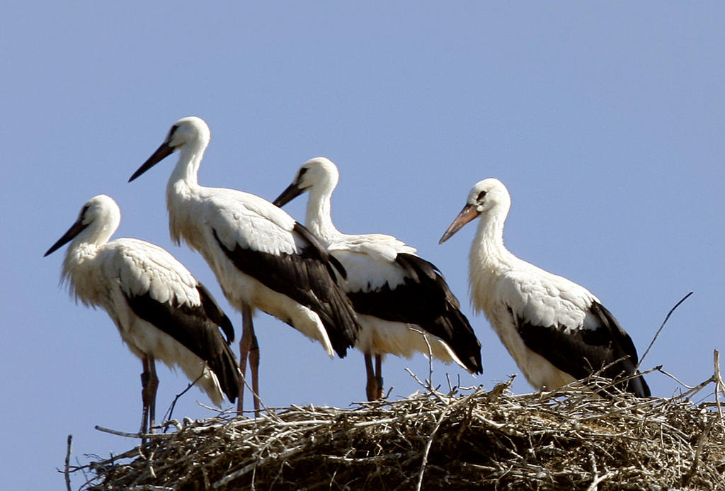 Storks standing on a nest