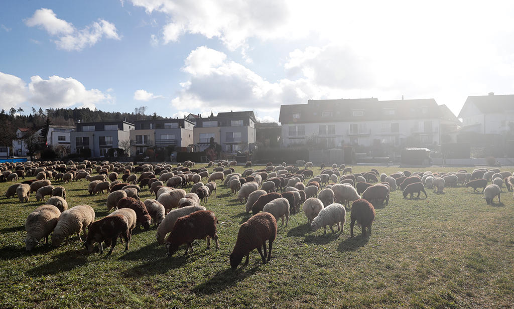 Montons dans un champ devant des maisons.