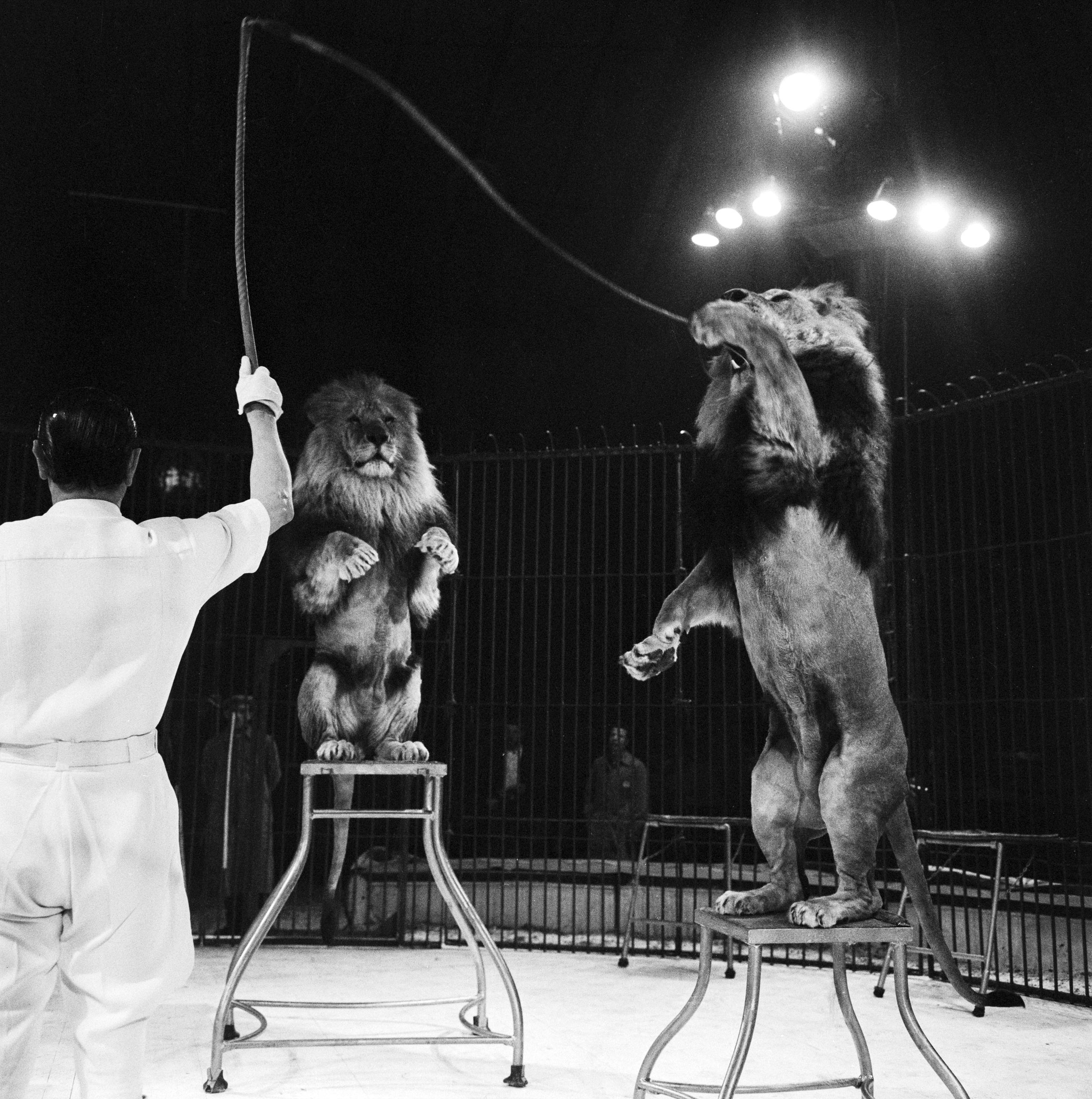 Dompteur mit zwei Löwen