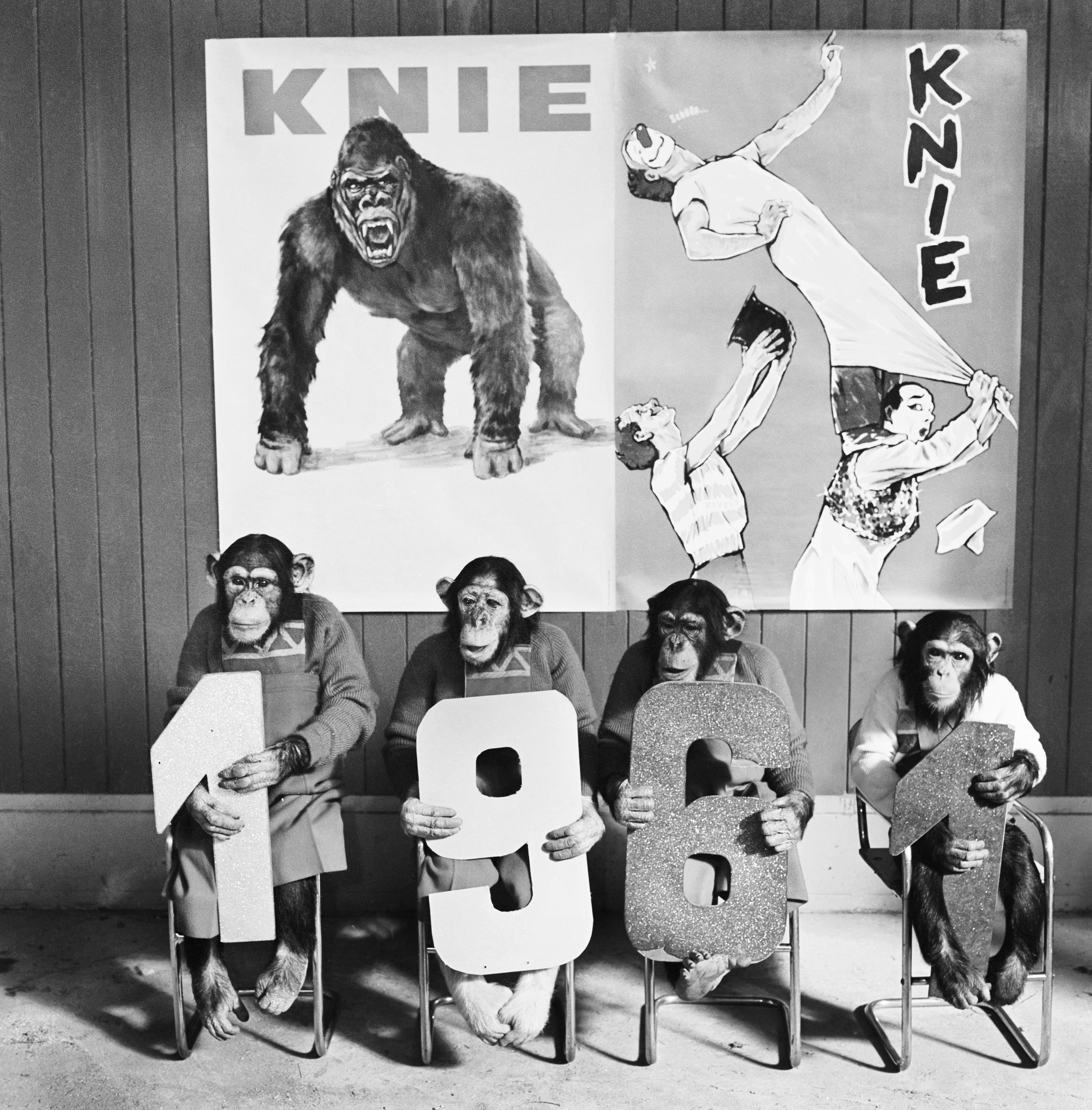HierVier Schimpansen kuendigen sie manierlich auf Stuehlchen sitzend, das 1961 -er Programm an