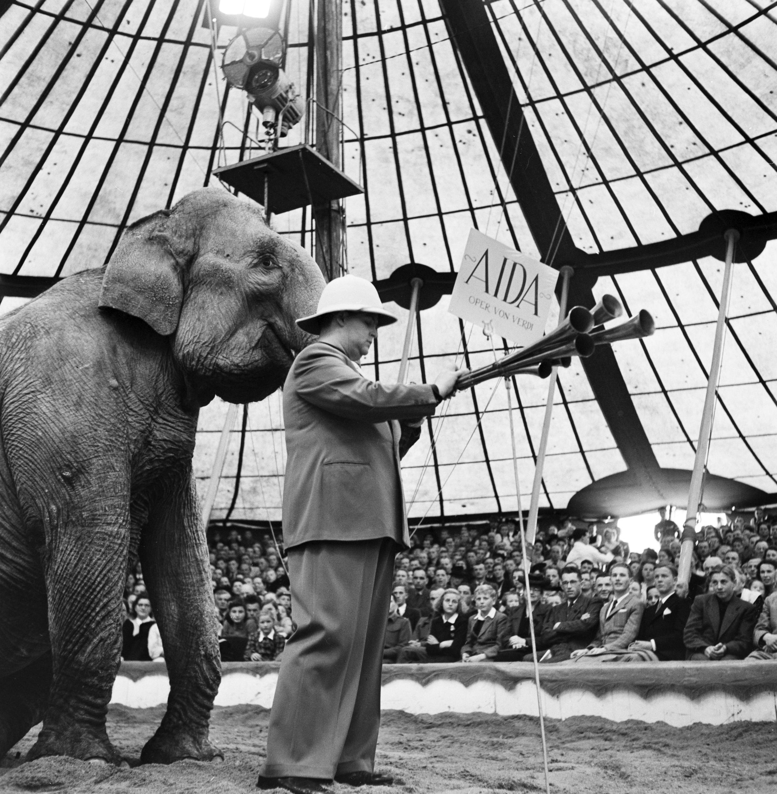 Elefant in der Manege der in eine Trompete bläst.