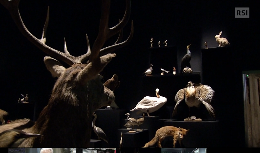 Animali imbalzamati esposti nella mostra Il meraviglioso mondo della natura a Milano