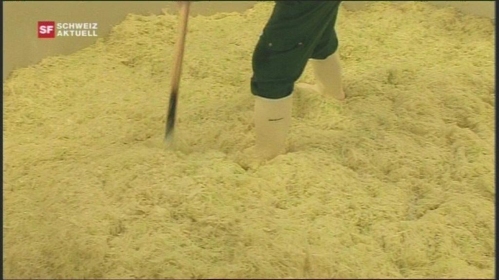 a person stands in rubber boots in a pile of sauerkraut