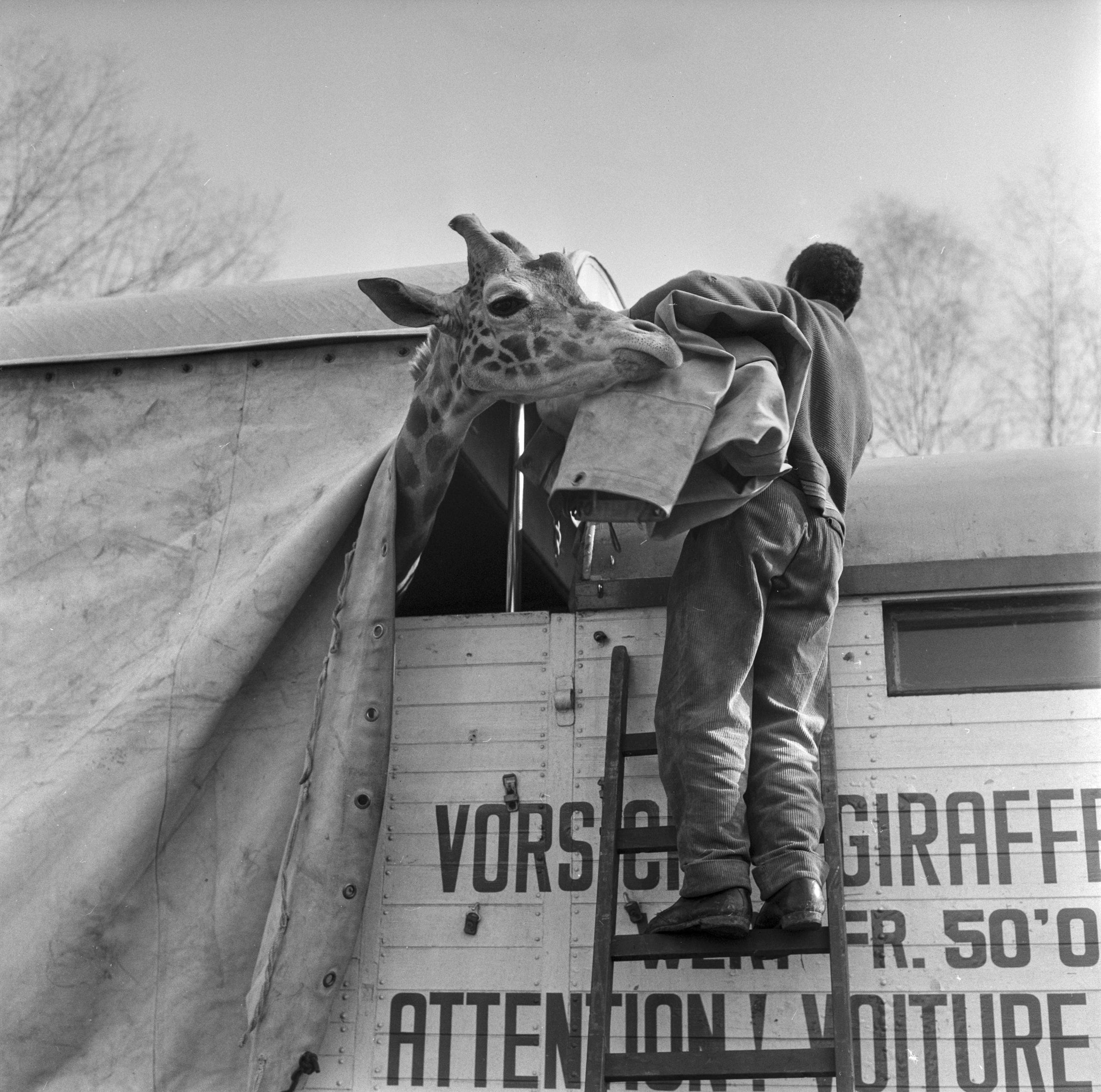 Giraffe guckt aus einem Transportwagen