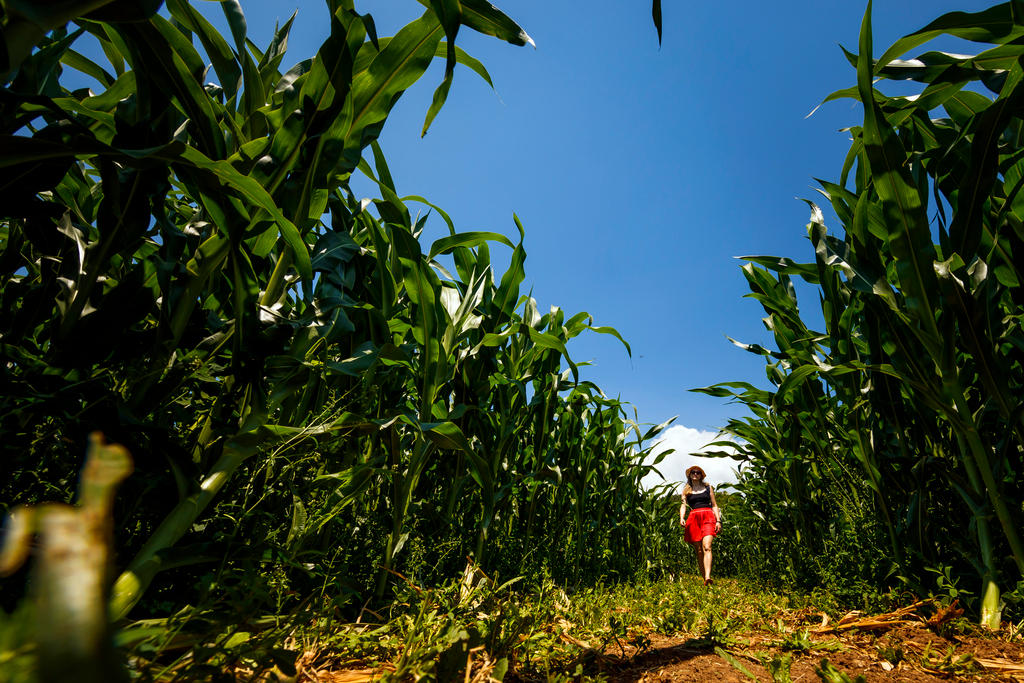 corn field