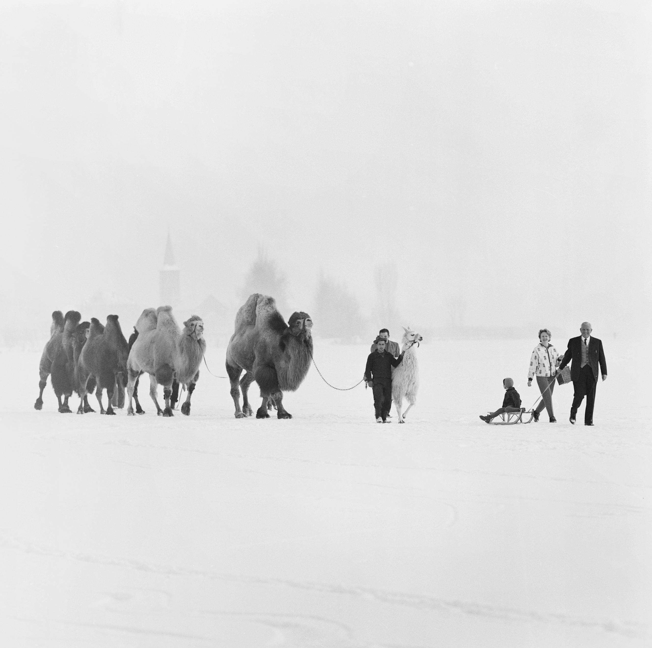 Camels cross a frozen Lake Zurich