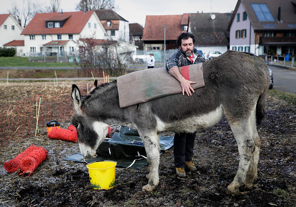 Ein Mann deckt einem Esel den Rücken mit einer Wolldecke.