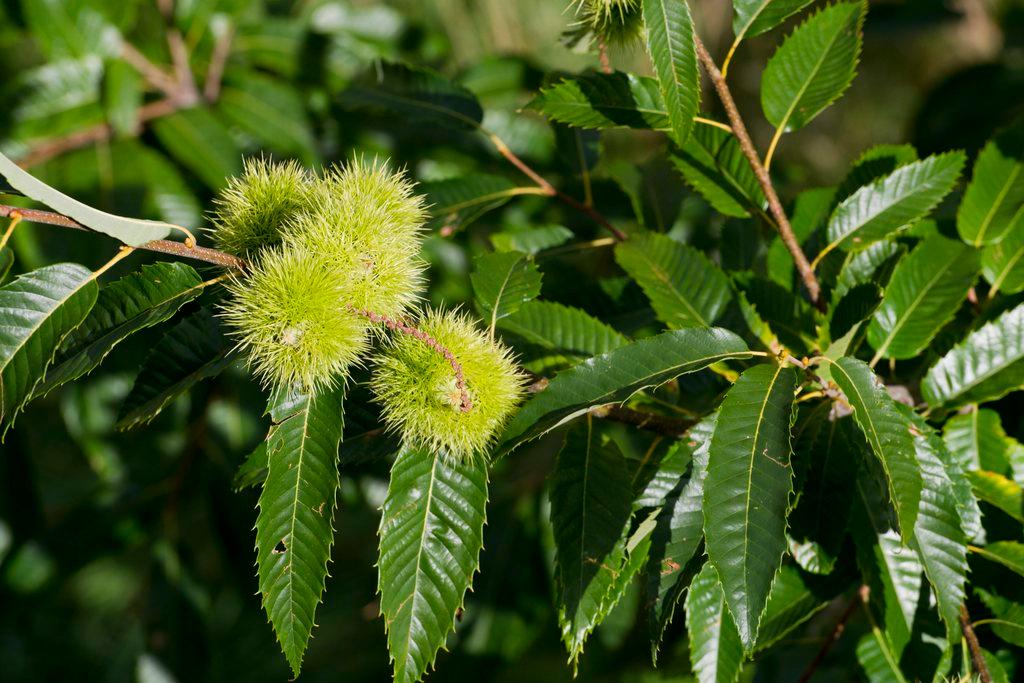 sweet chestnuts on a branch