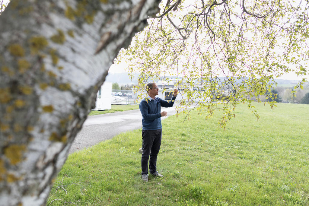 Baum (Birke)