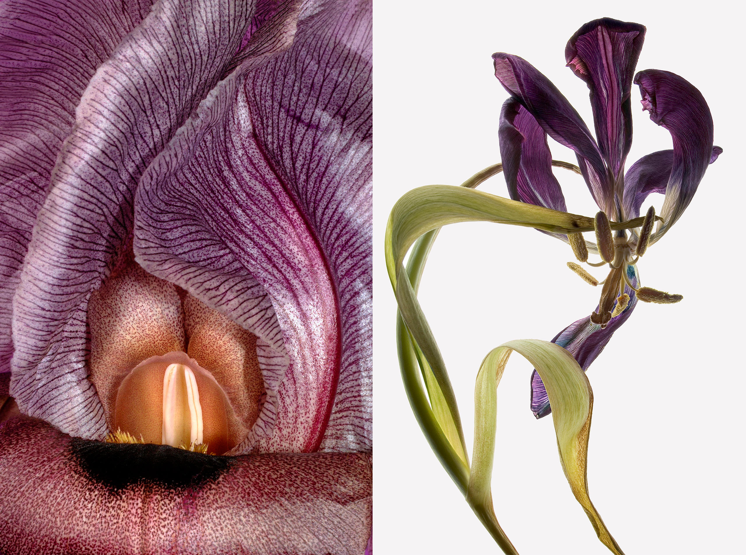 Iris Tulpe