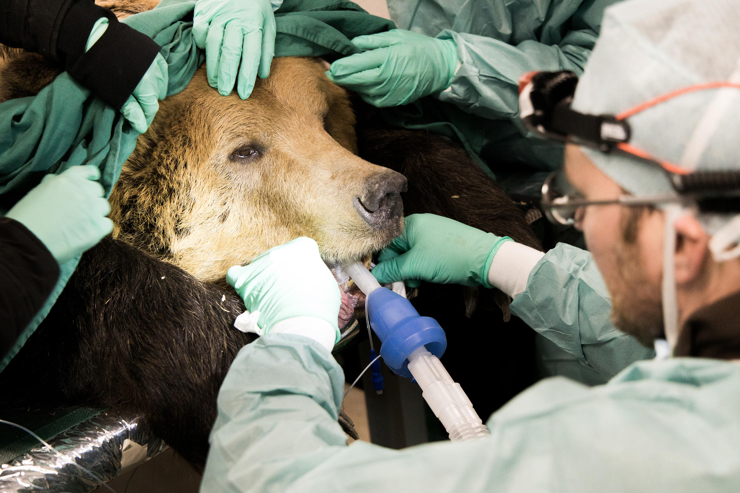 Un oso recibe atención médica