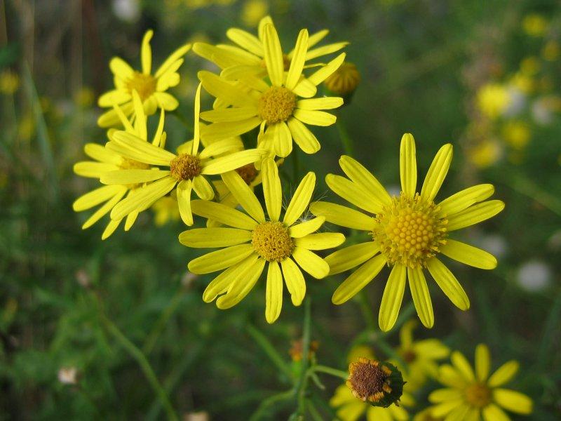 Pflanze mit kleinen gelben Blüten