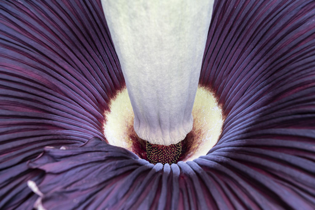 Corps flower from above