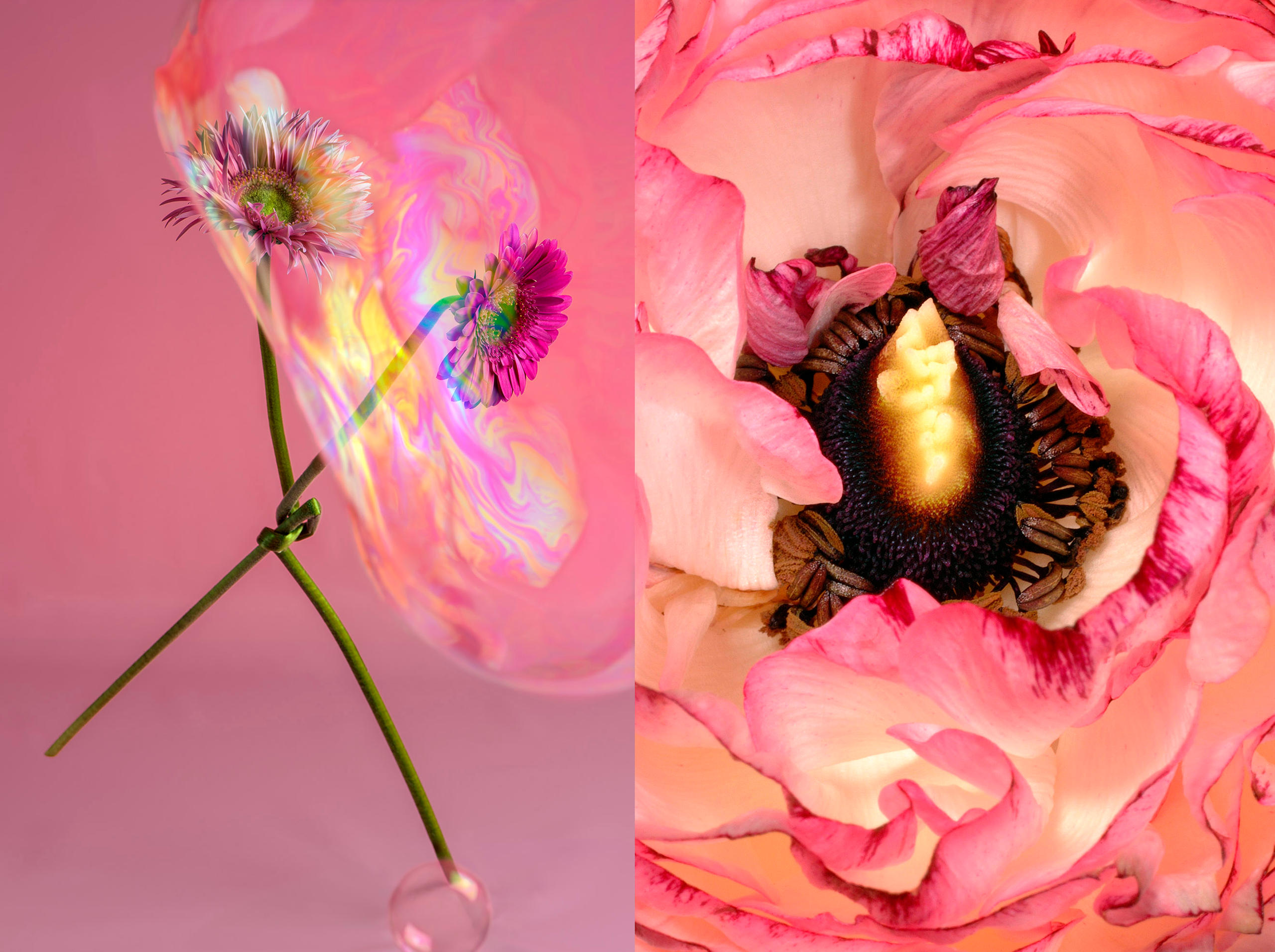 Gerbera und Ranunkel
