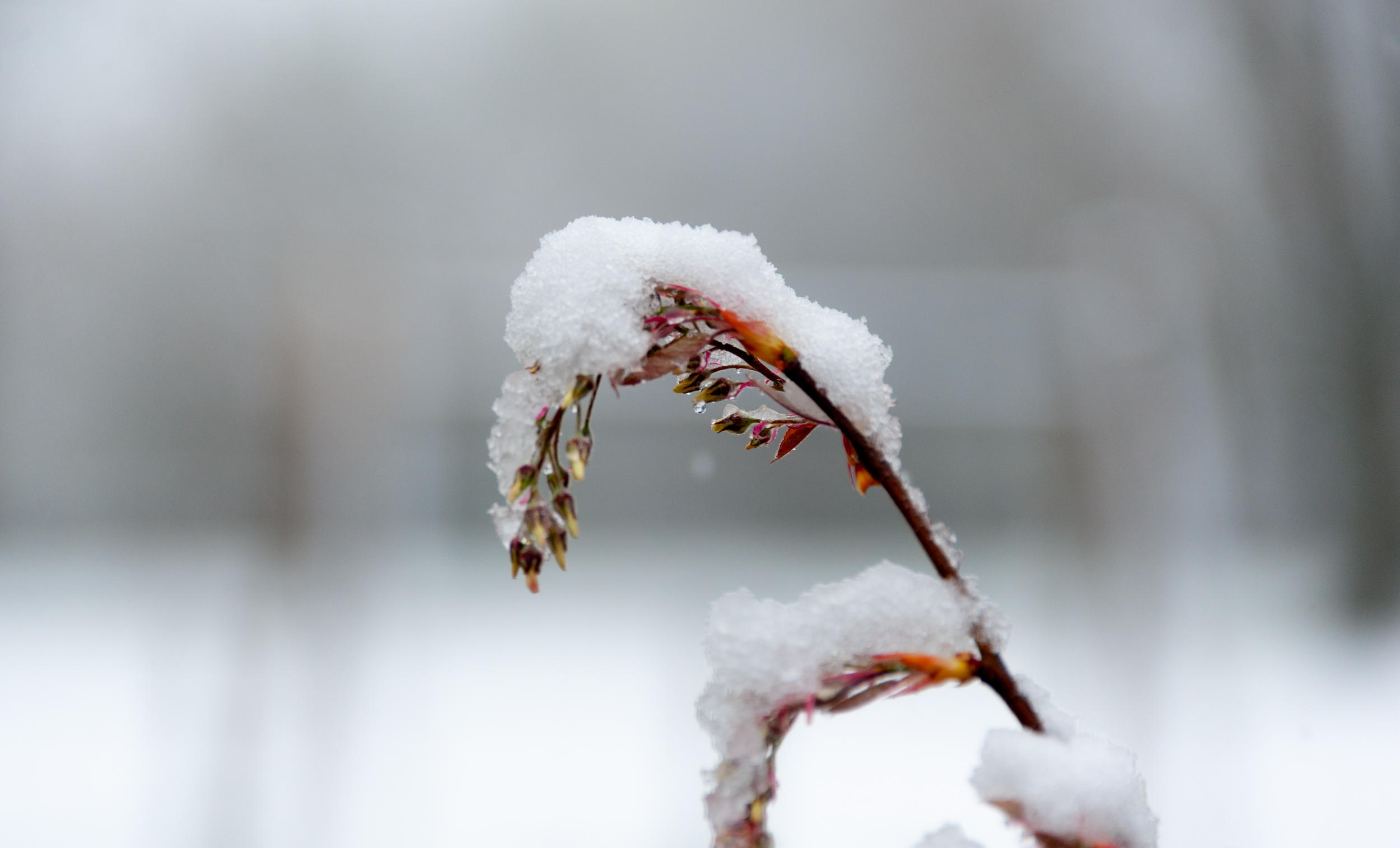 瑞士春雪