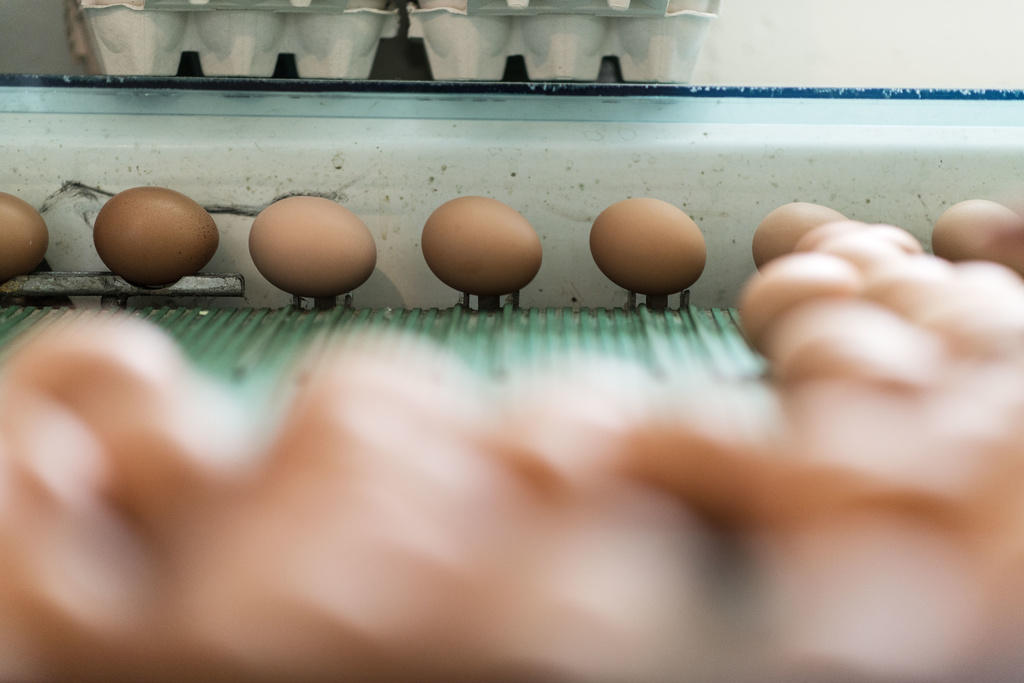 Bio-Eier werden in der Schweiz immer beliebter.