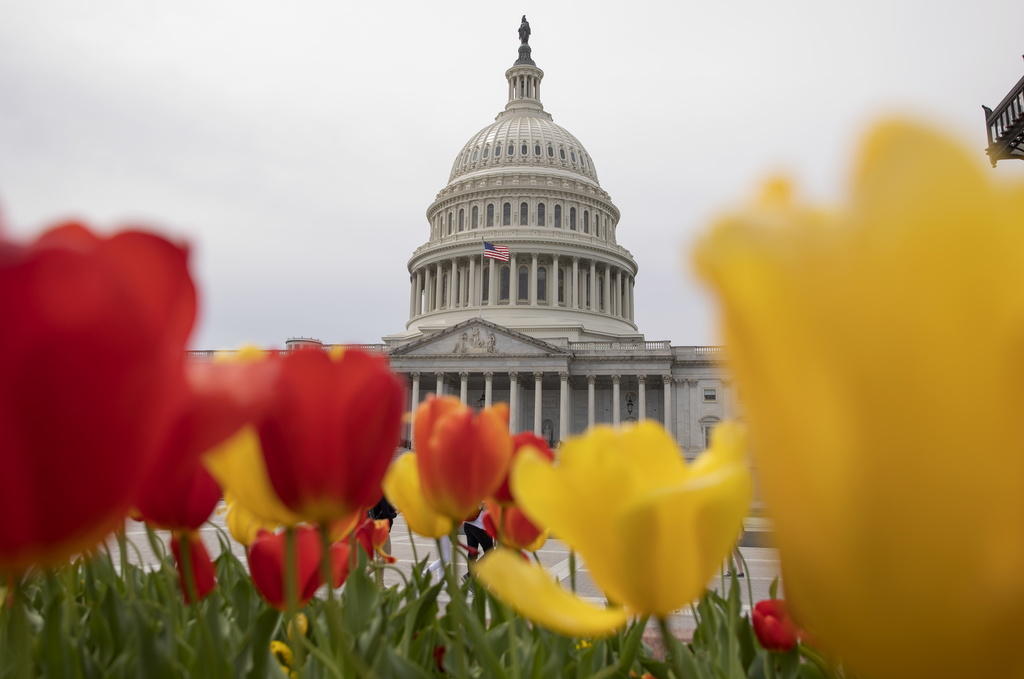 Il congresso americano sullo sfondo e tulipani rossi e gialli in primo piano