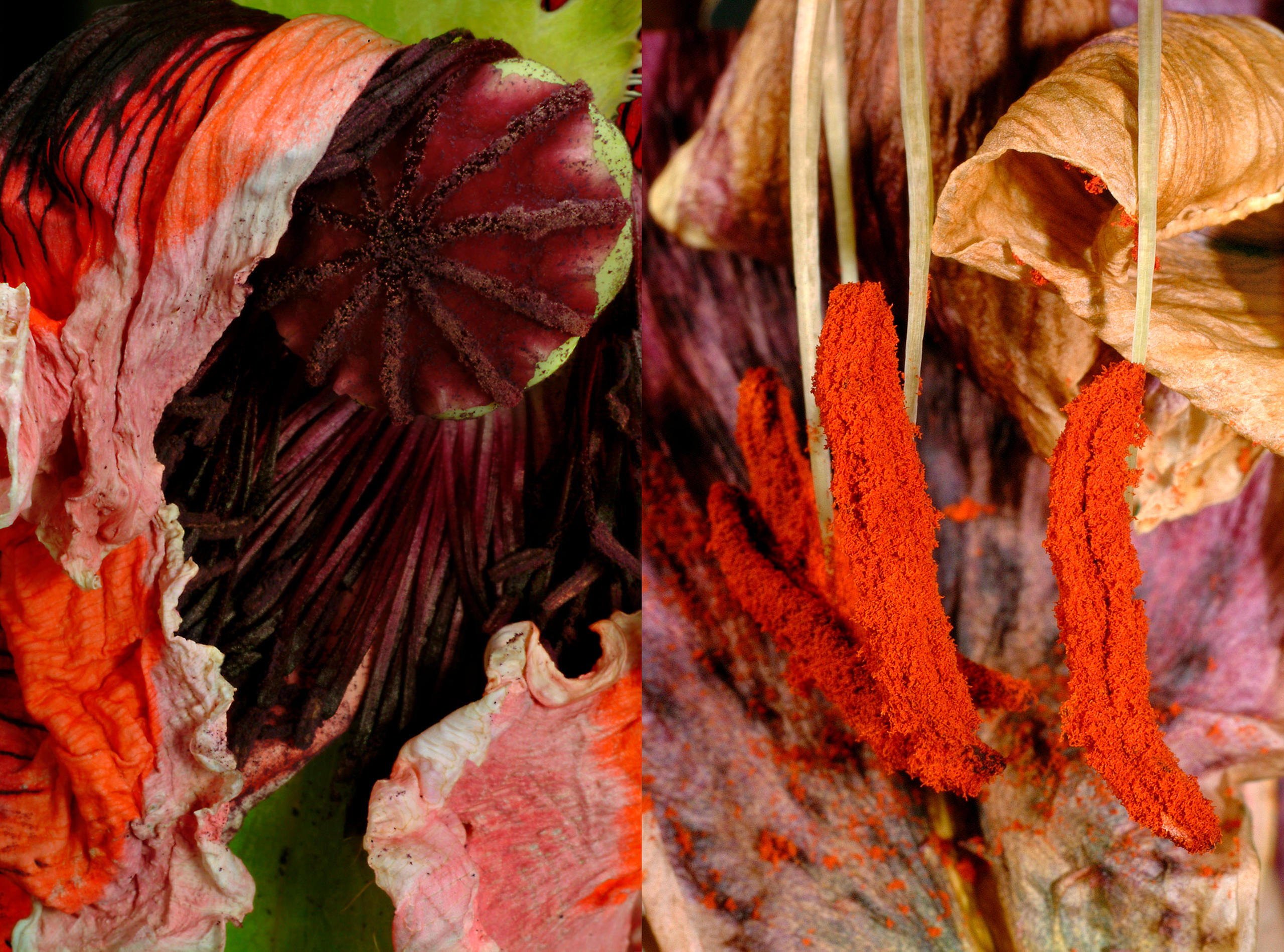 Mohn Lilie