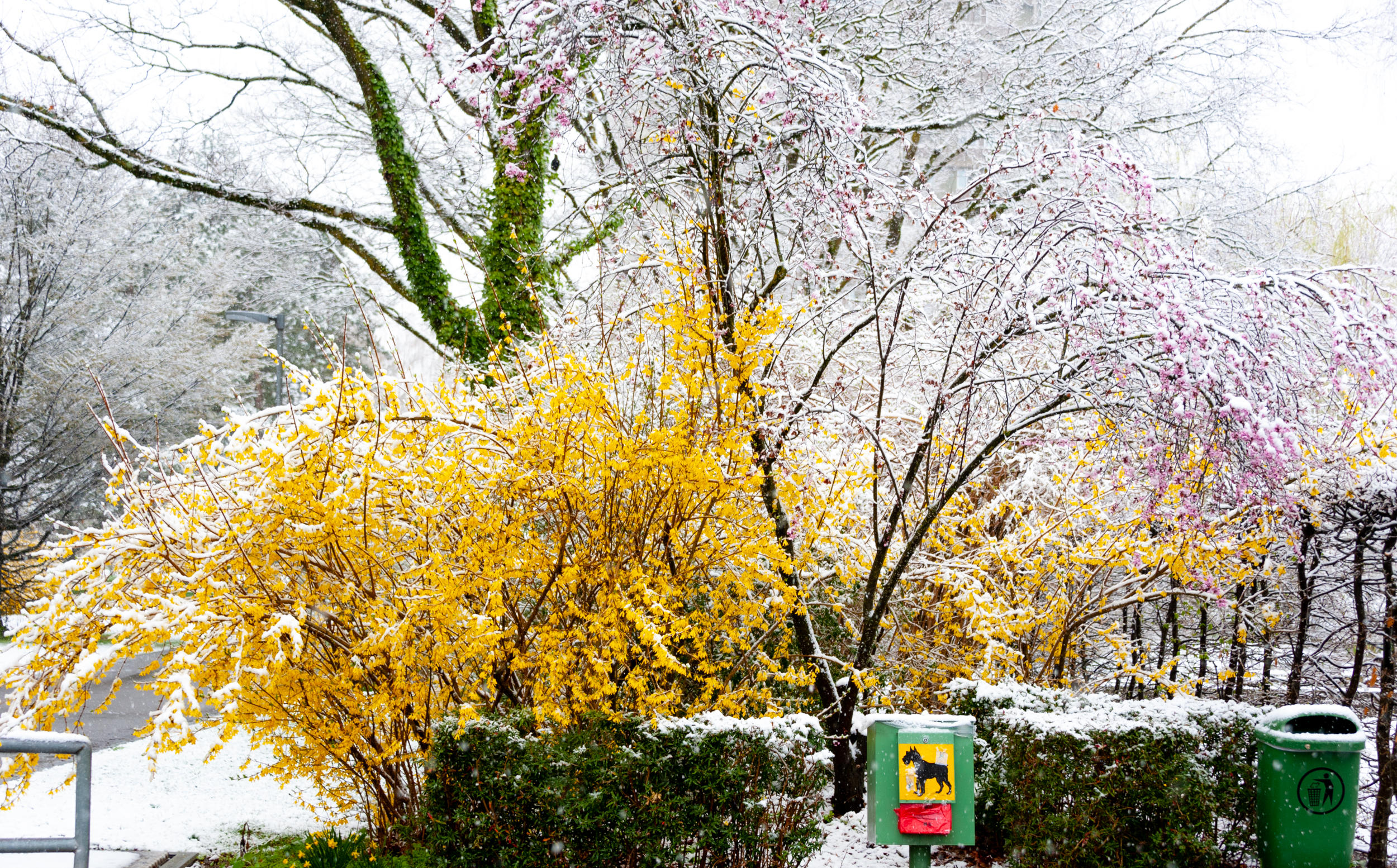 瑞士春雪