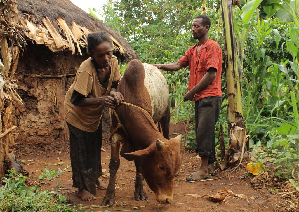 African woman with cow and man