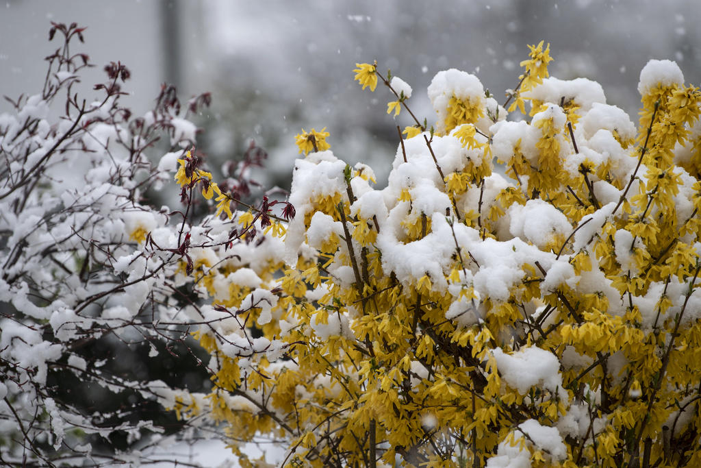 piante ricoperte da neve