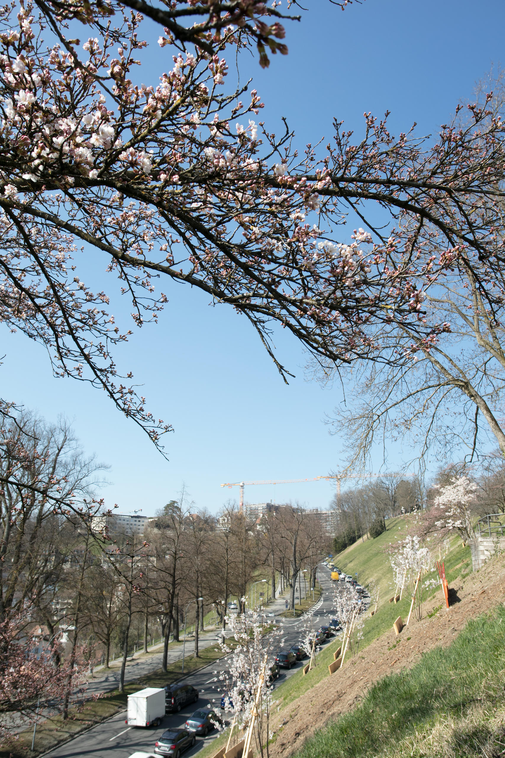 古い桜と新しい桜