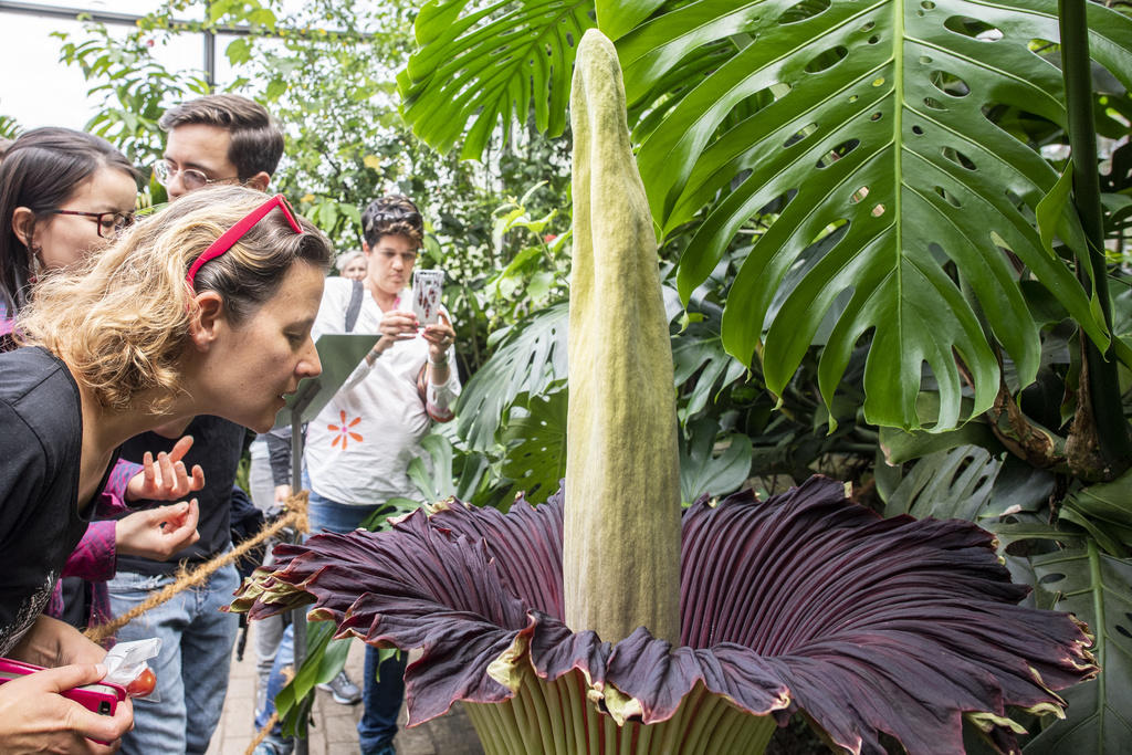 Woman smells at the corps flower