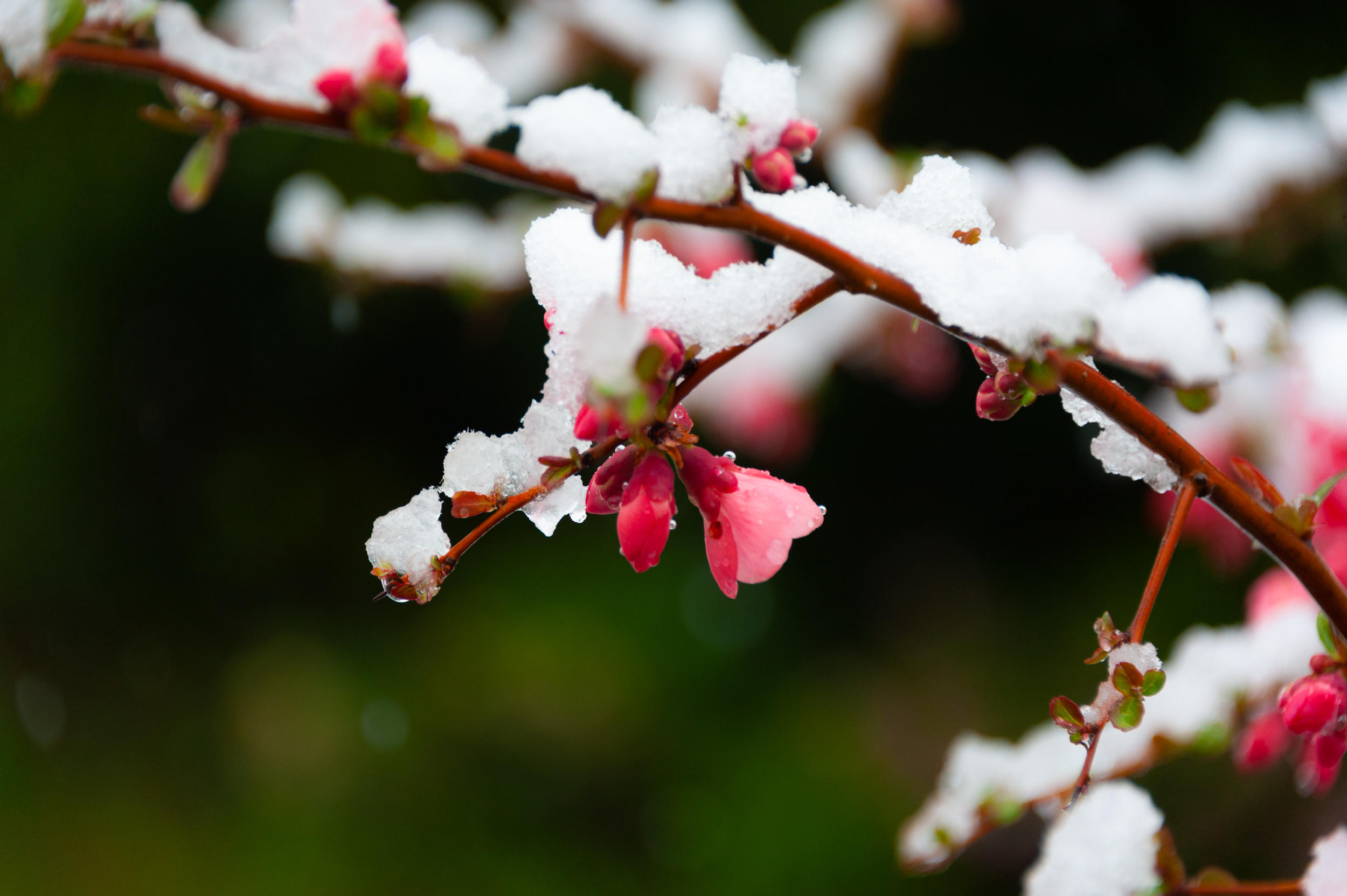 瑞士春雪