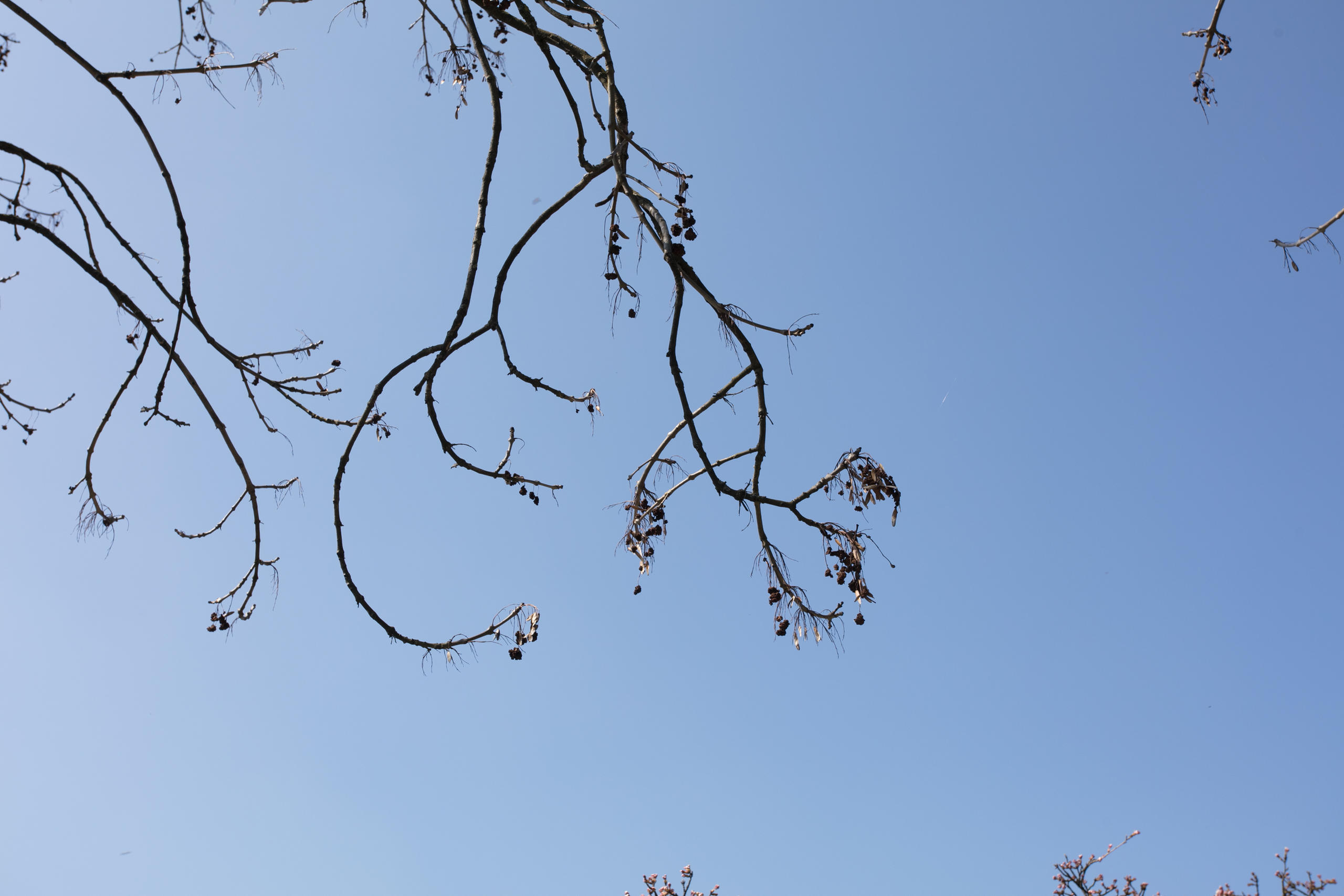 枯れた桜の枝