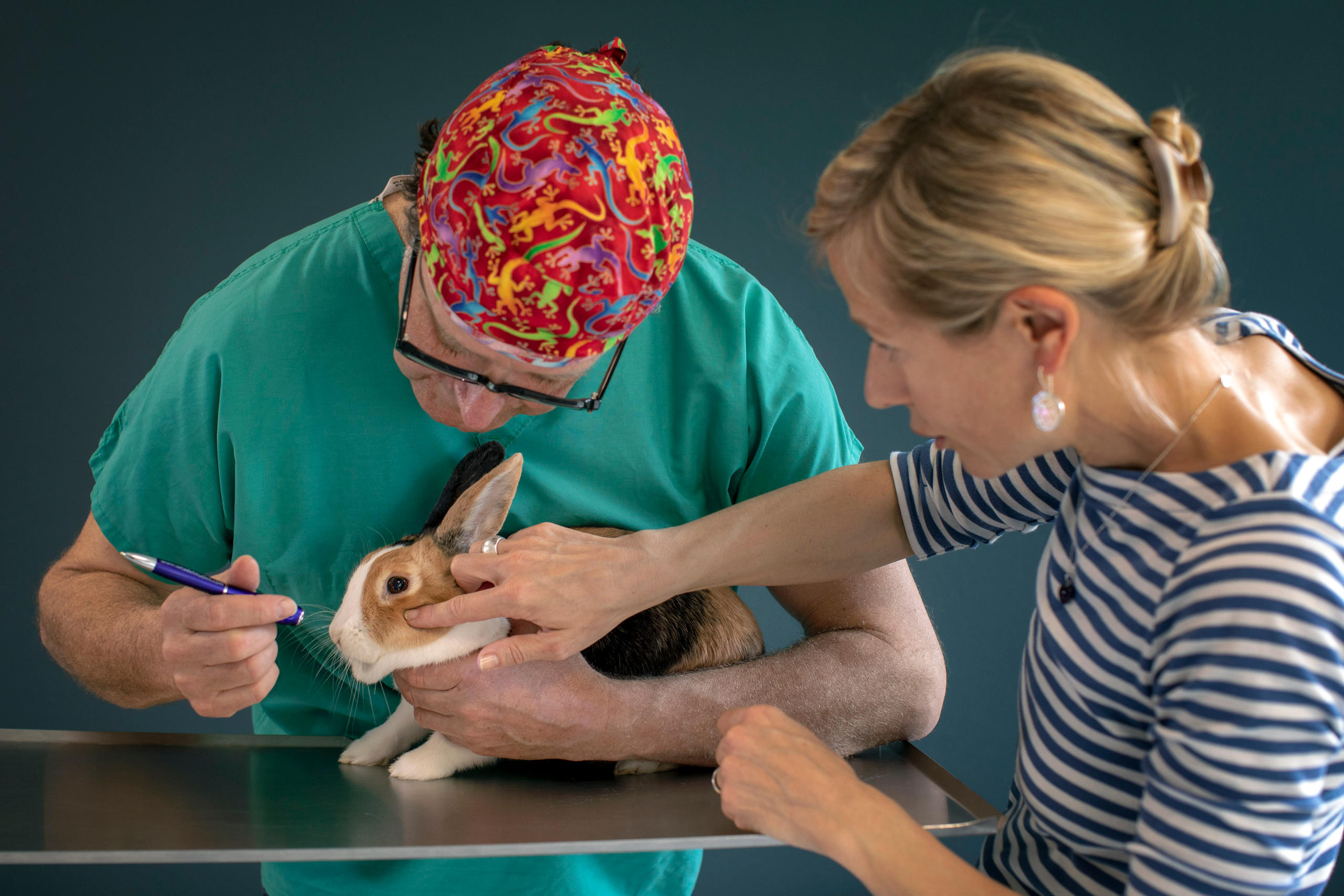 这只荷兰兔被狗咬伤，医生检查它下颚处的伤口。
