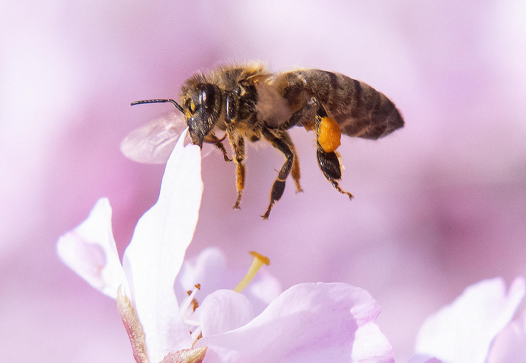 bee on cherry blossom flower