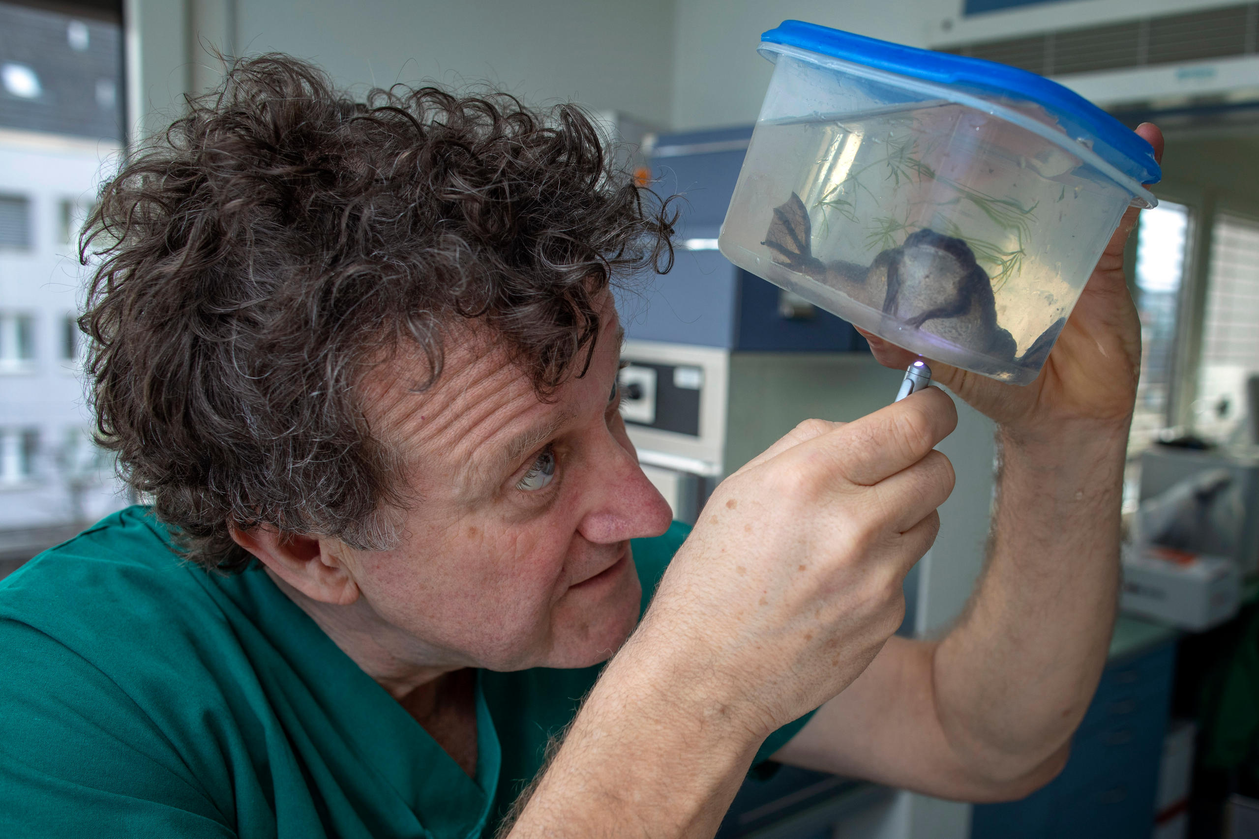 il veterinario osserva una rana in una scatola di plastica