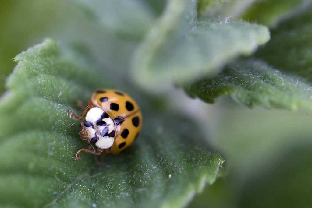 Marienkäfer auf Blatt