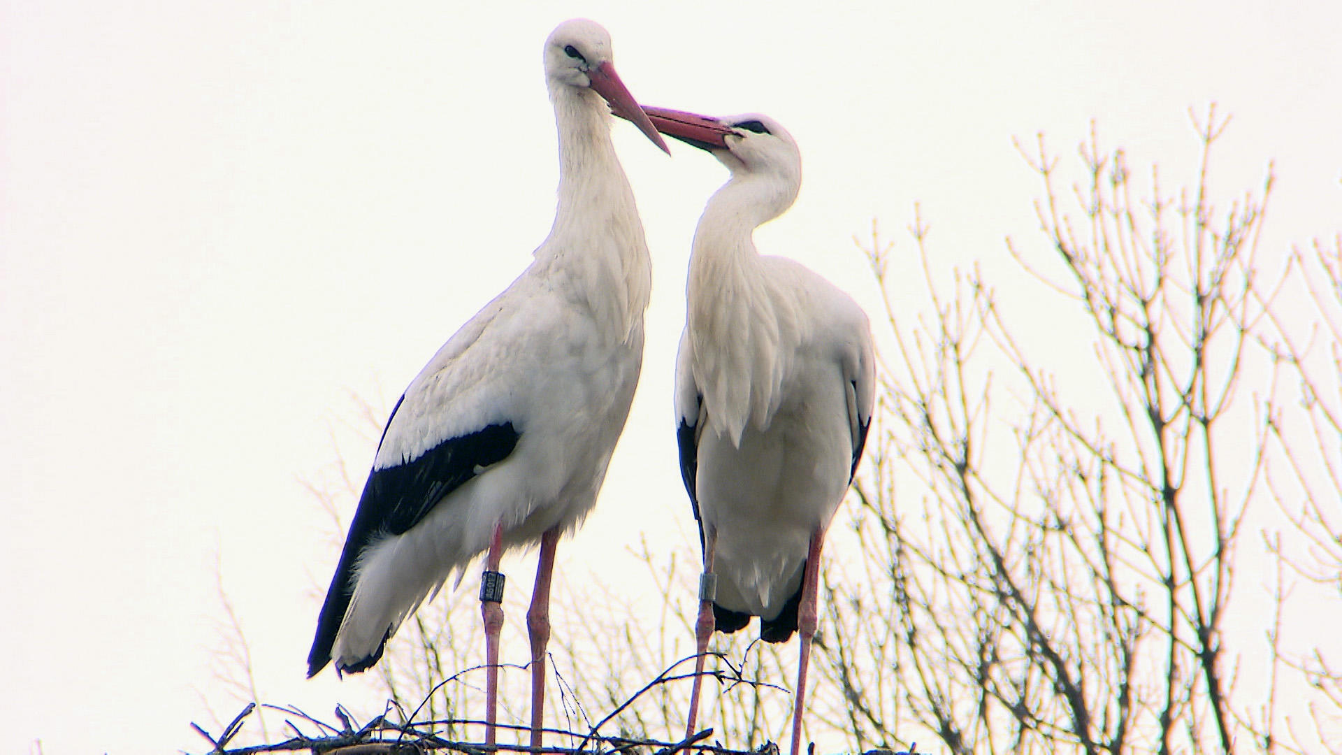 Two storks