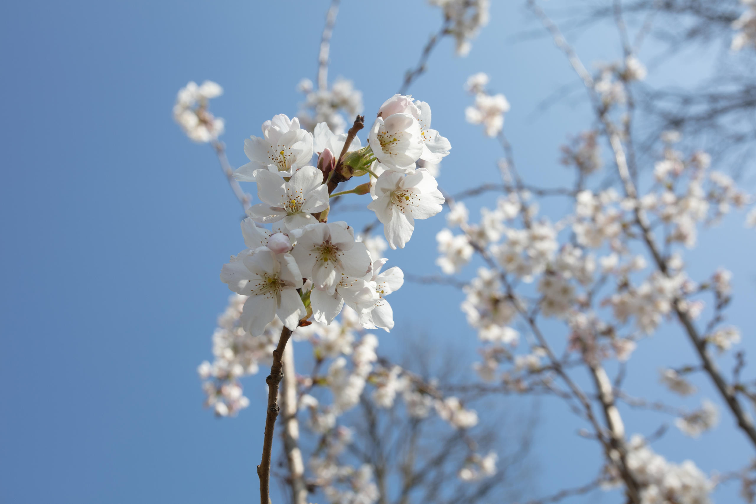 cherry blossoms