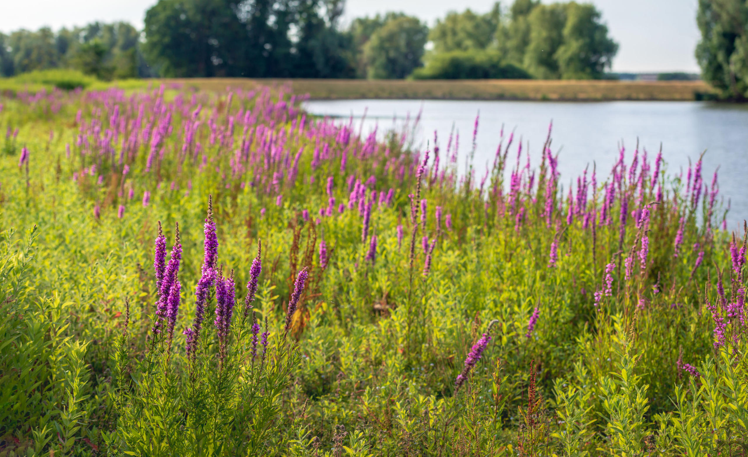 distesa di piante erbacee con fiorellini viola