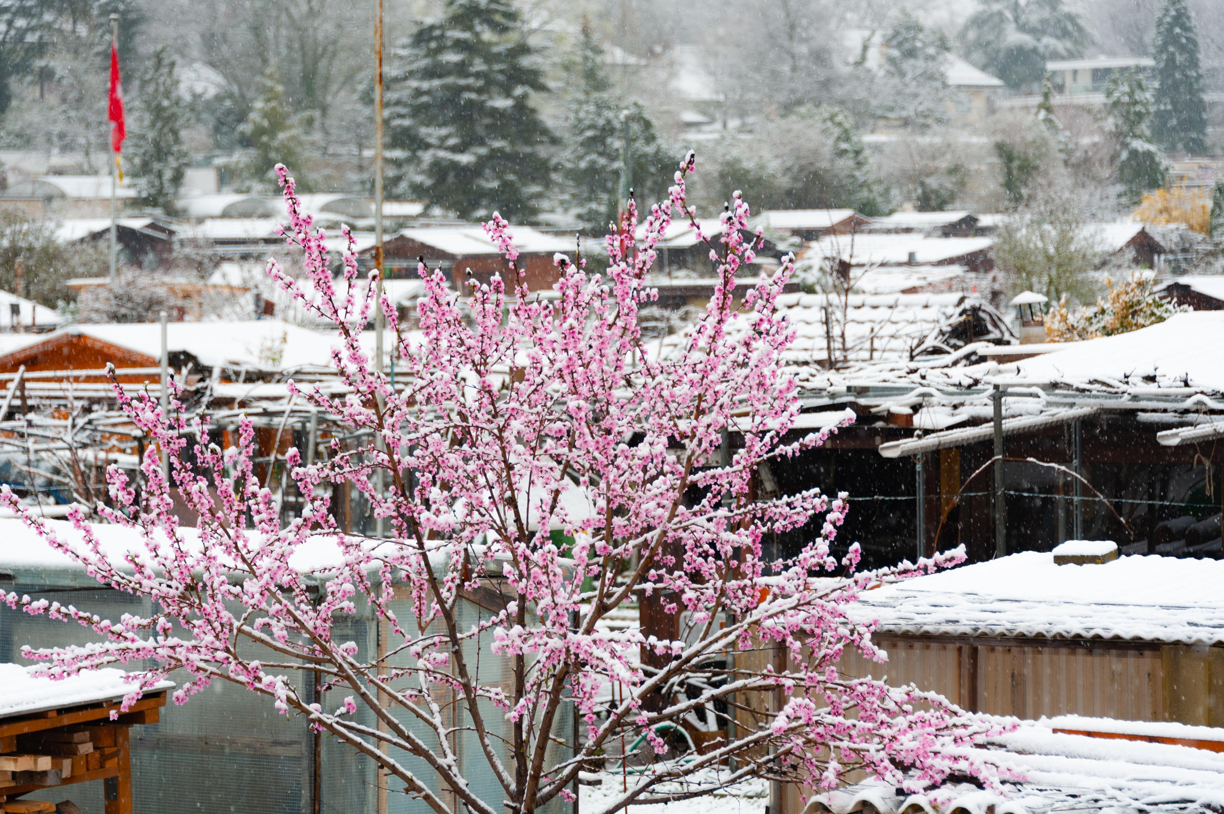 瑞士春雪