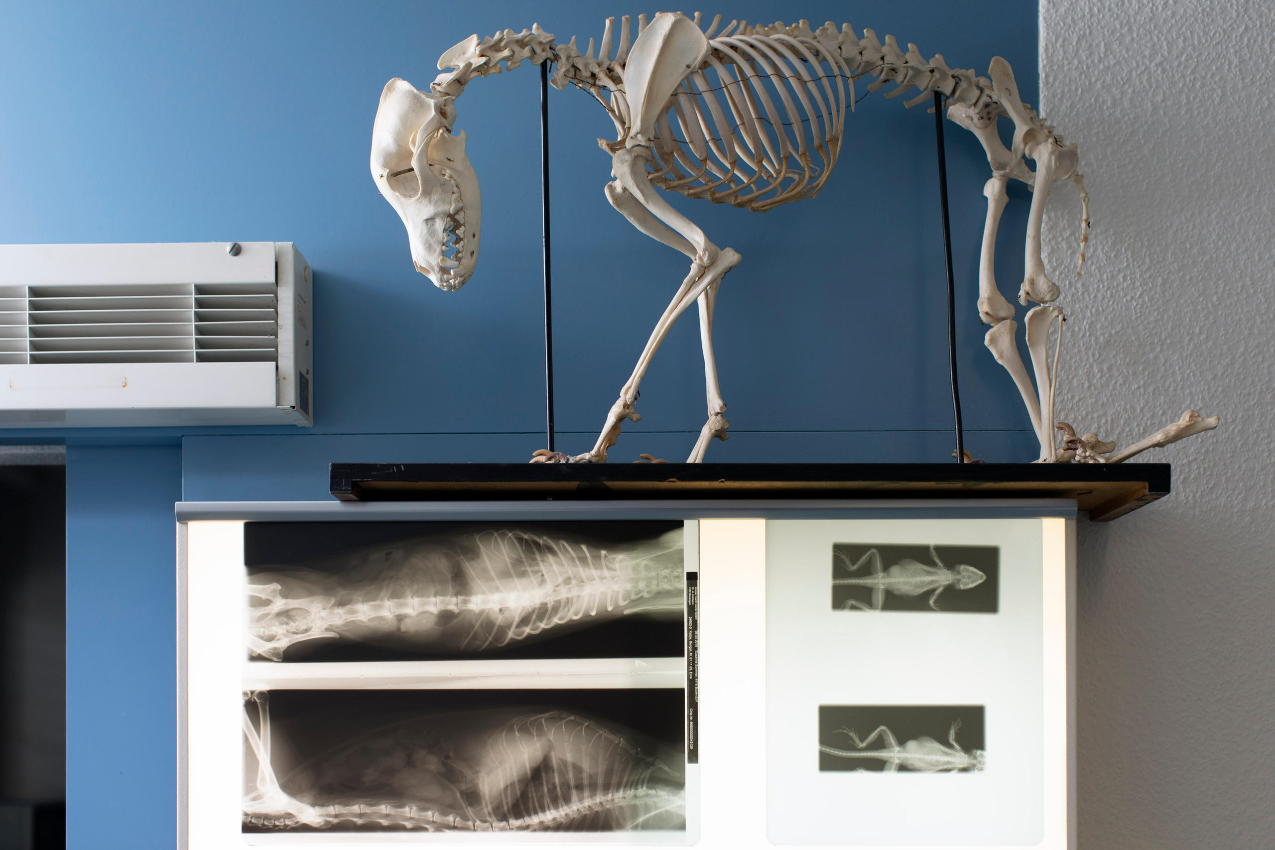 radiografie di una lucertola