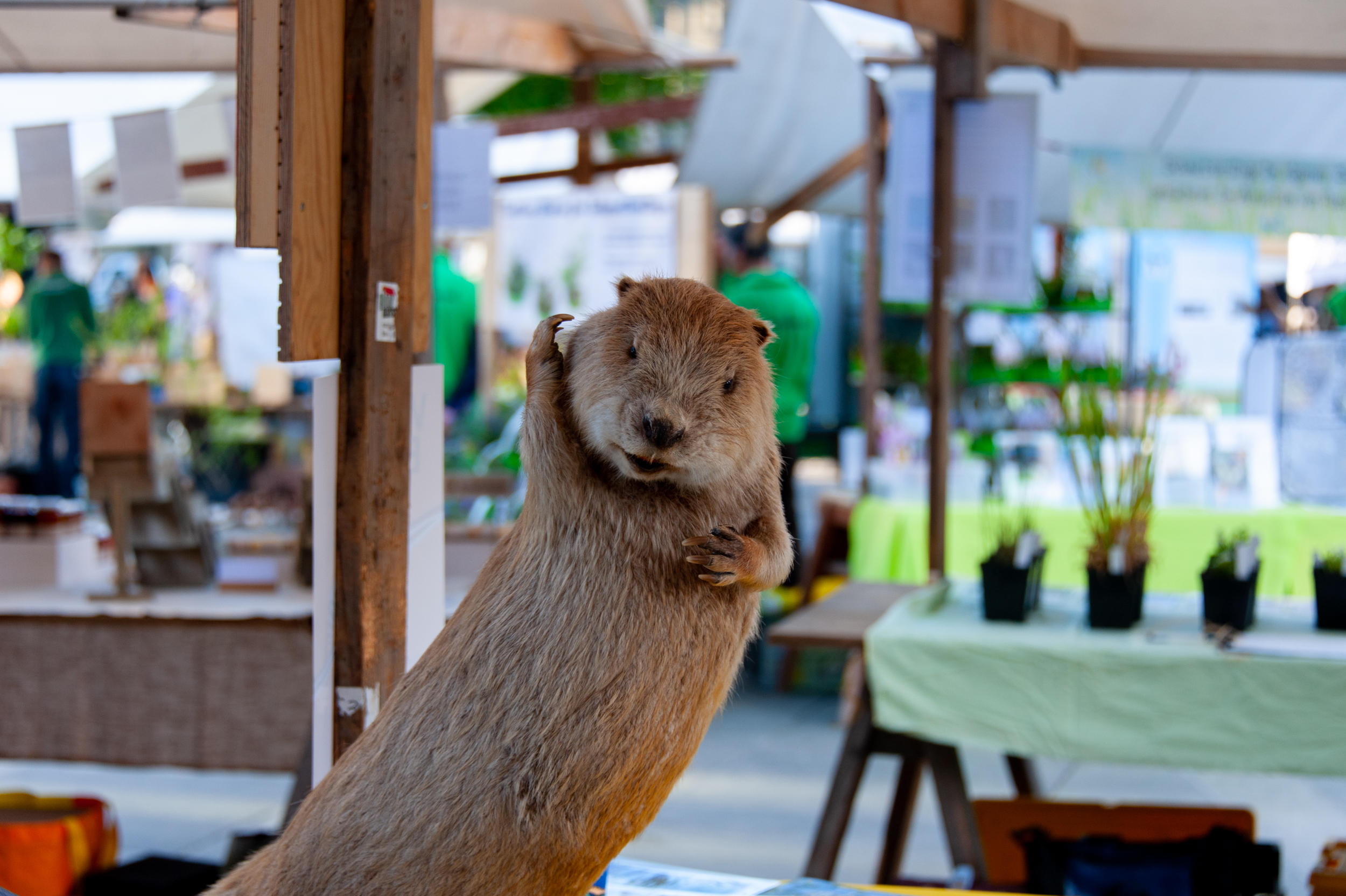 Berner Wildpflanzen Markt