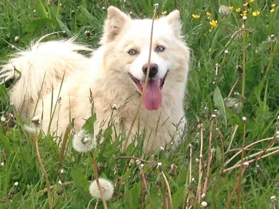 Chien blanc dans une prairie.