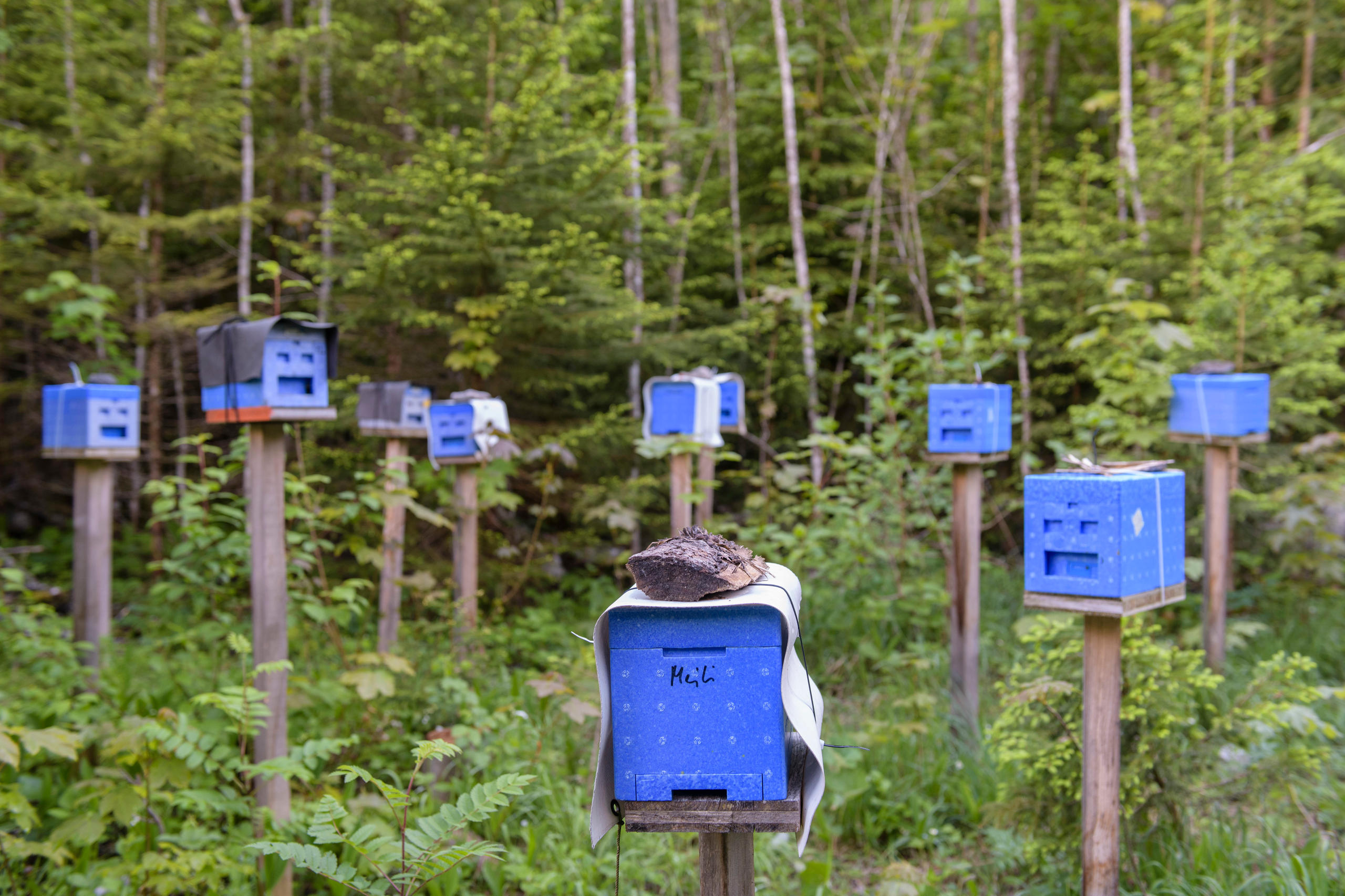 голубые пчелиные ульи в лесу