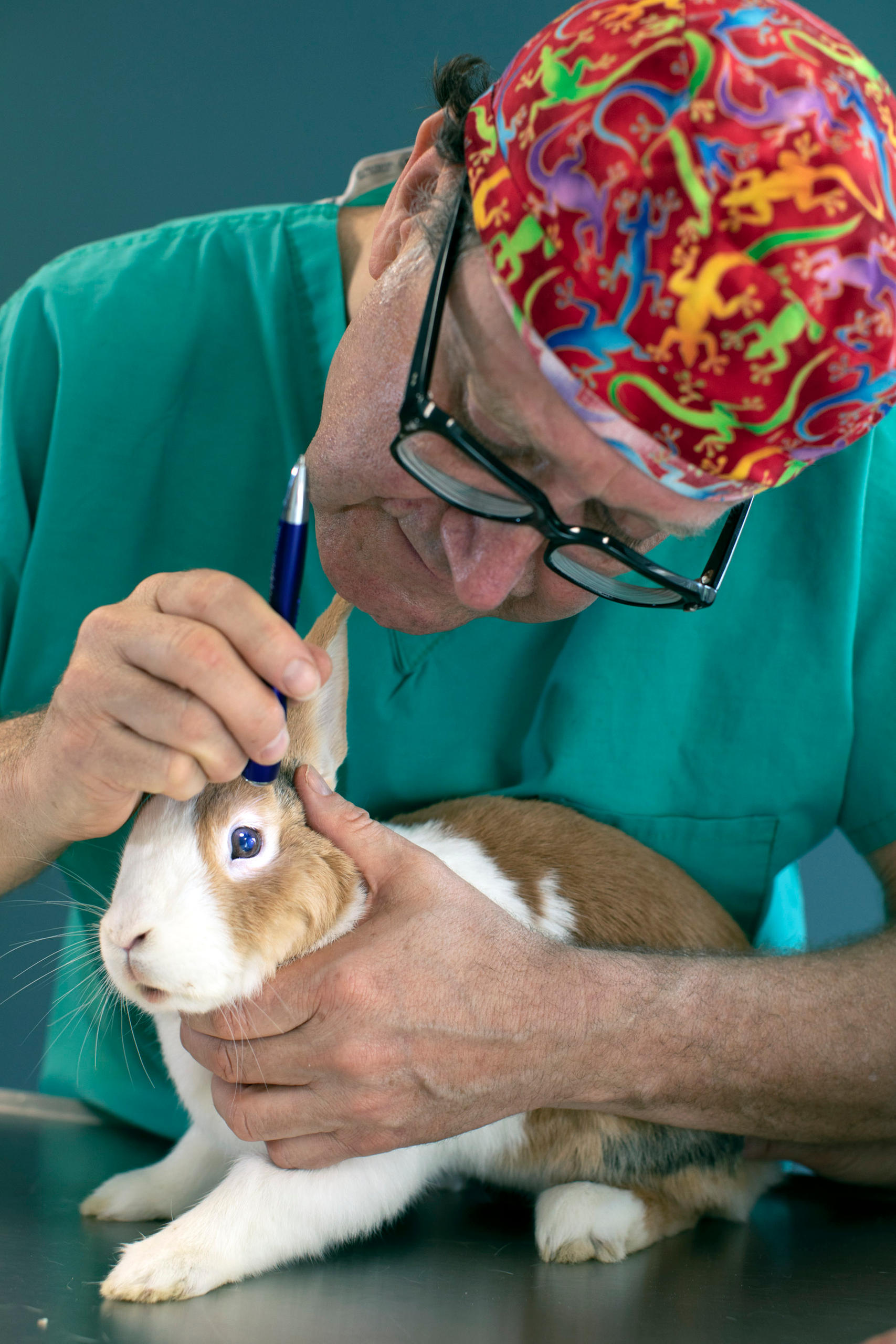 Paul Schneller untersucht ein Kaninchen